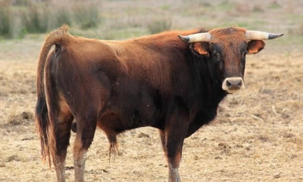 ΗΠΑ: Πατέρας έγινε ασπίδα για να προστατεύσει το παιδί του από ταύρο